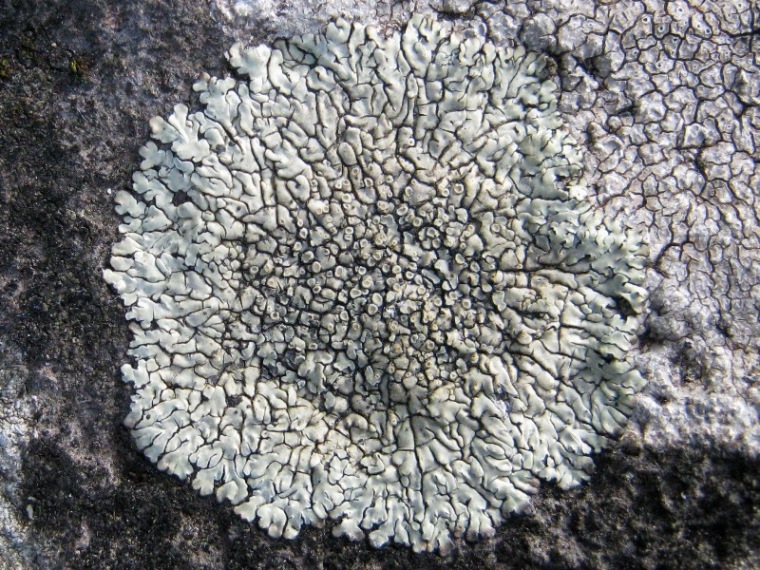 Lecanora muralis?